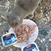 photo de livraison pour Les Chats-Pitresdelavi-Ste