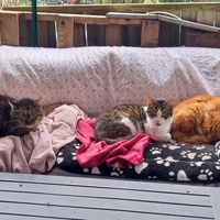 photo de livraison pour Les Pattounes de l'Espoir