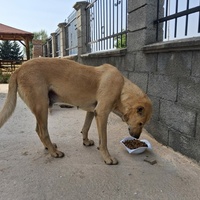 photo de livraison pour Civic Initiative Kane Korzo Skopje