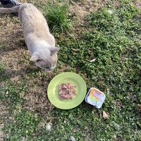 photo de livraison pour Ecole du Chat des Alpilles