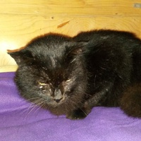 photo de livraison pour Les chats de chez nous