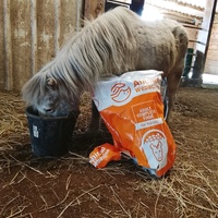 photo de livraison pour Happy Horse Day