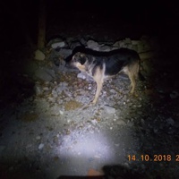 photo de livraison pour Pro Animals Finland ry