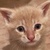 photo animal