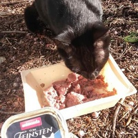 photo de livraison pour Les Chats-Pitresdelavi-Ste