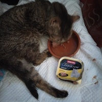 photo de livraison pour Chats Grains d'Amour