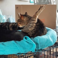 photo de livraison pour Les Chats de Cooper