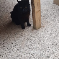 photo de livraison pour Chat de Gout'hier sans Toit