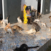 photo de livraison pour Corinne Teissier