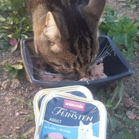 photo de livraison pour Les Chats-Pitresdelavi-Ste