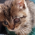 photo animal