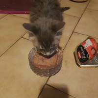 photo de livraison pour Des Cœurs pour les Pattes du 93