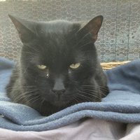 photo de livraison pour Association Des  Chats  De Hyeres