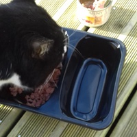 photo de livraison pour Hungry Cats14