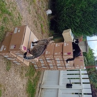 photo de livraison pour Les Félins Concitoyens de Saint Eliph