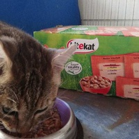 photo de livraison pour Les chats Port-Saint-Louisiens