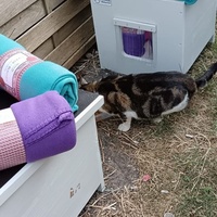 photo de livraison pour L’École du Chat de Saint-Denis Langevin