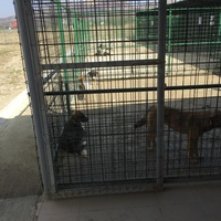 photo de livraison pour Save & Hope for Dogs