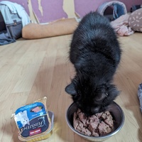 photo de livraison pour Les Pattounes de Théo