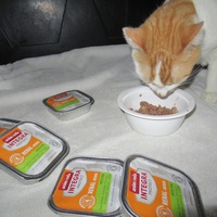 photo de livraison pour Jardin des Chats