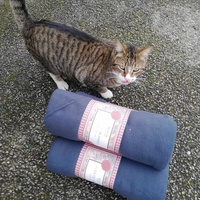 photo de livraison pour Chat L'Heureux Chat l'Ange et Cie