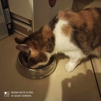 photo de livraison pour Le Resto des Zanimos