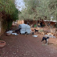 photo de livraison pour Help Adopt Moroccan Animals