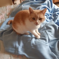 photo de livraison pour L'Arche des Amis à pattes