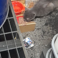 photo de livraison pour Nos amours de minous oubliés