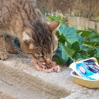 photo de livraison pour Cat Miaou