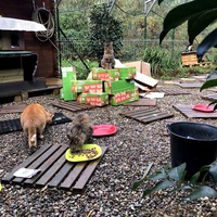 photo de livraison pour Les chats de chez nous