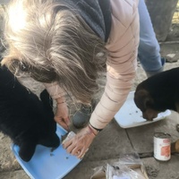 photo de livraison pour Chats Libres de Béziers