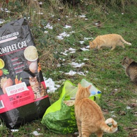 photo de livraison pour Jardin des Chats