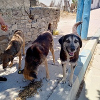 photo de livraison pour Sanctuaire de la Faune de Tanger (SFT)