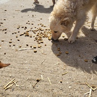 photo de livraison pour Nobody's Dog France