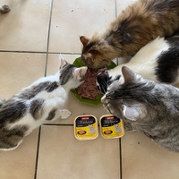 photo de livraison pour L'Arche de Ploum