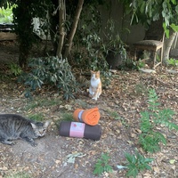 photo de livraison pour Les chats de chez nous