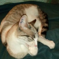 photo de livraison pour Les chats de chez nous