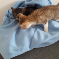 photo de livraison pour Les Chats libres de Fleurance