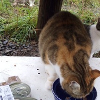 photo de livraison pour Jardin des Chats