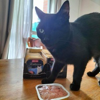 photo de livraison pour Les chats de l'Indifférence