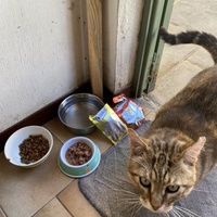 photo de livraison pour Les chats Port-Saint-Louisiens