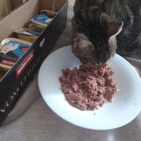 photo de livraison pour Au Chant des Chats