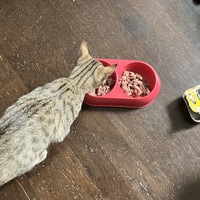 photo de livraison pour Association C.A.T.S. Chat Animal Terrien Solidarité