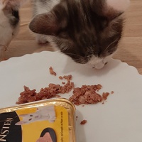 photo de livraison pour Bien vivre avec les Chats Sallélois