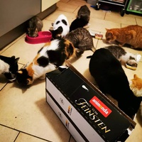 photo de livraison pour Les Chats Libres de Joinville