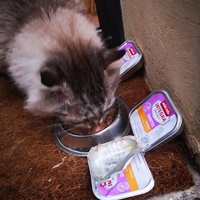 photo de livraison pour Bien vivre avec les Chats Sallélois
