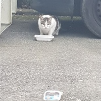 photo de livraison pour La Vraie Magie des Chats
