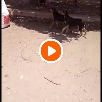 photo de livraison pour Comme Chiens et Chats Maroc