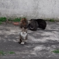 photo de livraison pour Les Psychadelics 